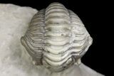Calymene knowlani Trilobite - Quebec #164445-6